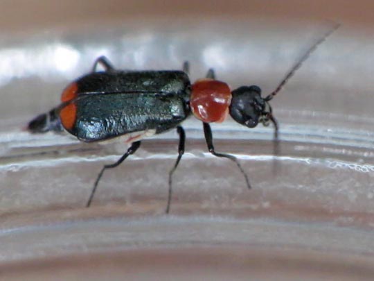 Axinotarsus ruficollis