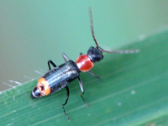 Axinotarsus ruficollis