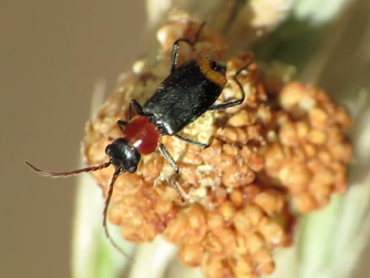 Axinotarsus ruficollis
