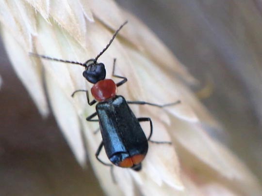 Axinotarsus ruficollis