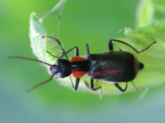 Axinotarsus marginalis