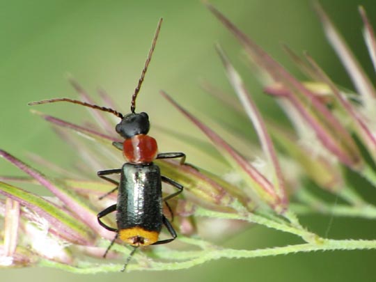 Axinotarsus ruficollis