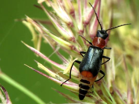 Axinotarsus ruficollis