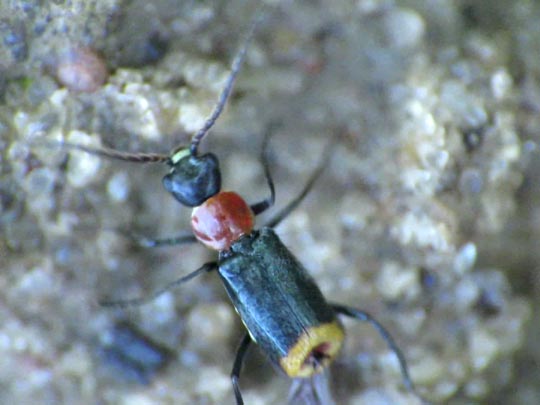 Axinotarsus ruficollis