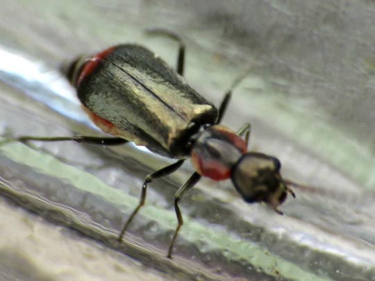 Axinotarsus marginalis