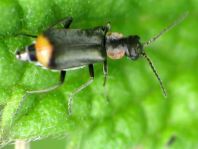 Axinotarsus pulicarius
