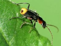 Axinotarsus pulicarius