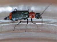 Axinotarsus ruficollis