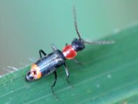 Axinotarsus ruficollis