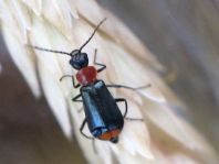 Axinotarsus ruficollis