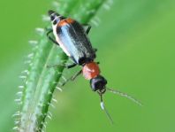 Axinotarsus ruficollis