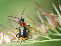 Axinotarsus ruficollis