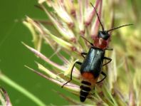 Axinotarsus ruficollis