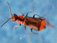 Axinotarsus marginalis