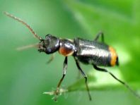 Axinotarsus marginalis