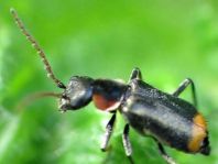 Axinotarsus marginalis