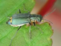Clanoptilus marginellus