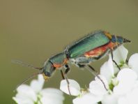 Clanoptilus marginellus