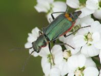 Clanoptilus marginellus