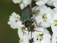 Clanoptilus marginellus