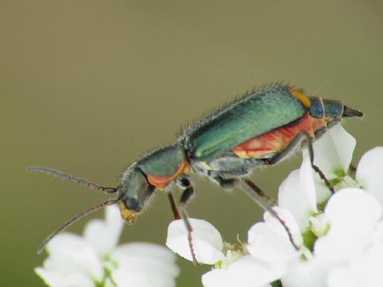 Clanoptilus marginellus