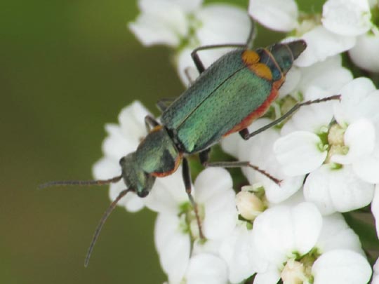 Clanoptilus marginellus