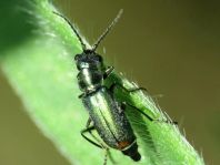 Cordylepherus viridis