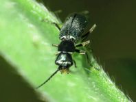 Cordylepherus viridis
