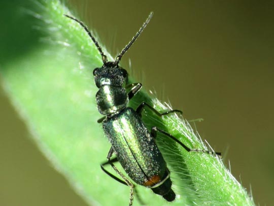 Cordylepherus viridis