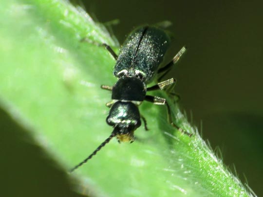Cordylepherus viridis