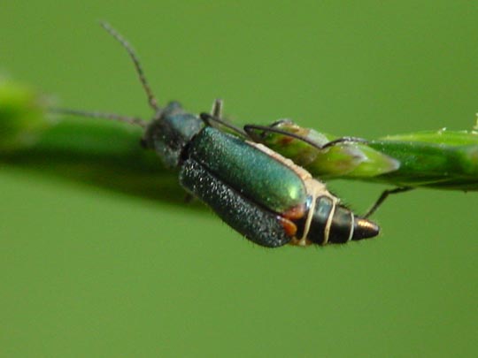 Cordylepherus viridis