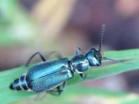 Cordylepherus viridis