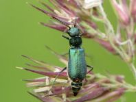 Cordylepherus viridis