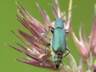 Cordylepherus viridis