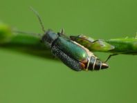 Cordylepherus viridis