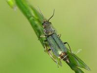 Cordylepherus viridis