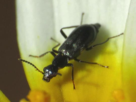Malachiidae