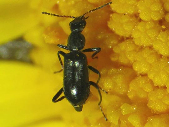 Malachiidae