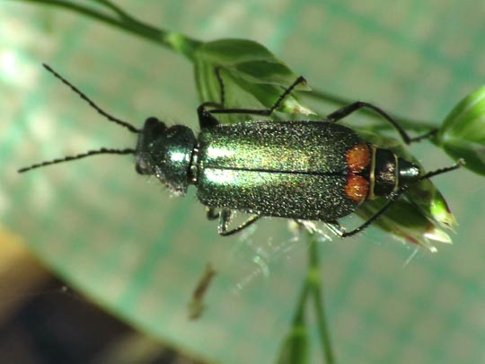 Malachiidae