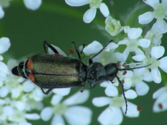 Malachiidae