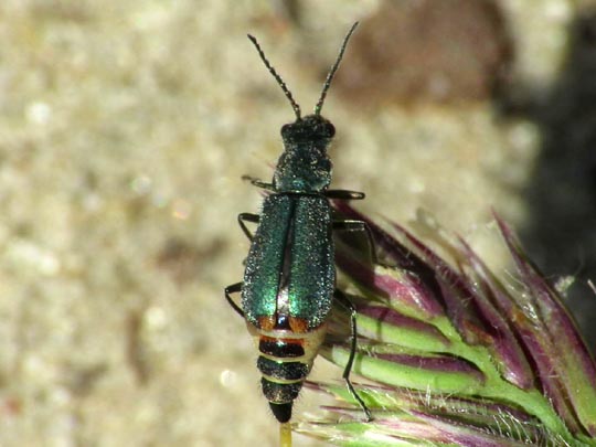 Malachiidae