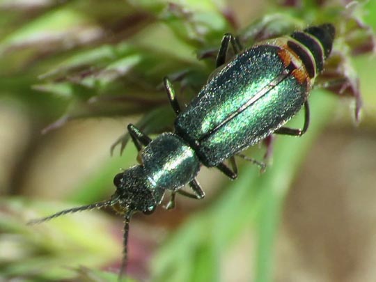 Malachiidae