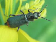 Malachius bipustulatus