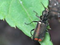 Malachius bipustulatus