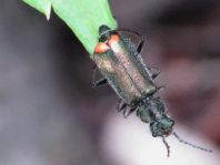 Malachius bipustulatus
