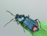 Malachius bipustulatus