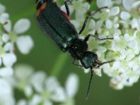 Malachius bipustulatus