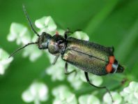 Malachius bipustulatus