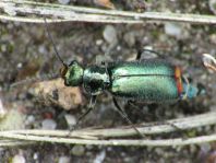 Malachius bipustulatus