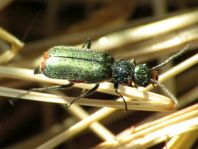 Malachius bipustulatus
